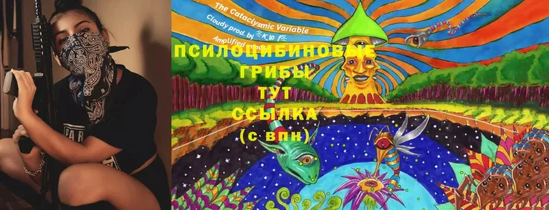 Галлюциногенные грибы Cubensis  магазин    Лосино-Петровский 